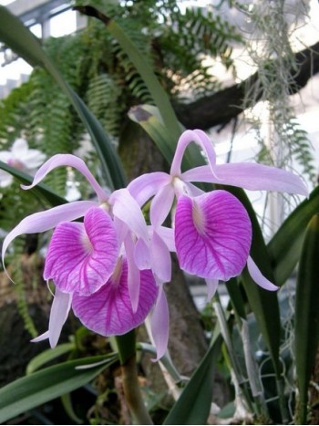 Брасокатлея (Brassocattleya Morning Glory 'Valentine Kiss')